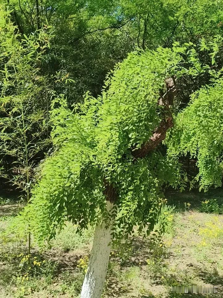 对于这个人物而言，功过参半，毁誉参半。
他既有对乡村父老的善良。和一种来自于骨子