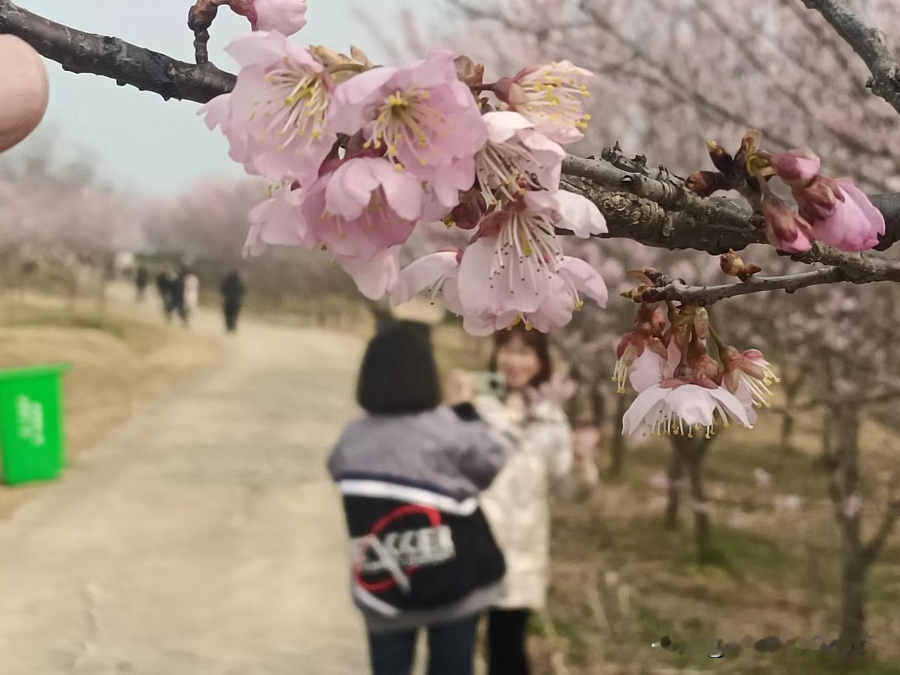 龙王松树坡樱花季乡村游开幕，时间：3月7日至23日
      
       