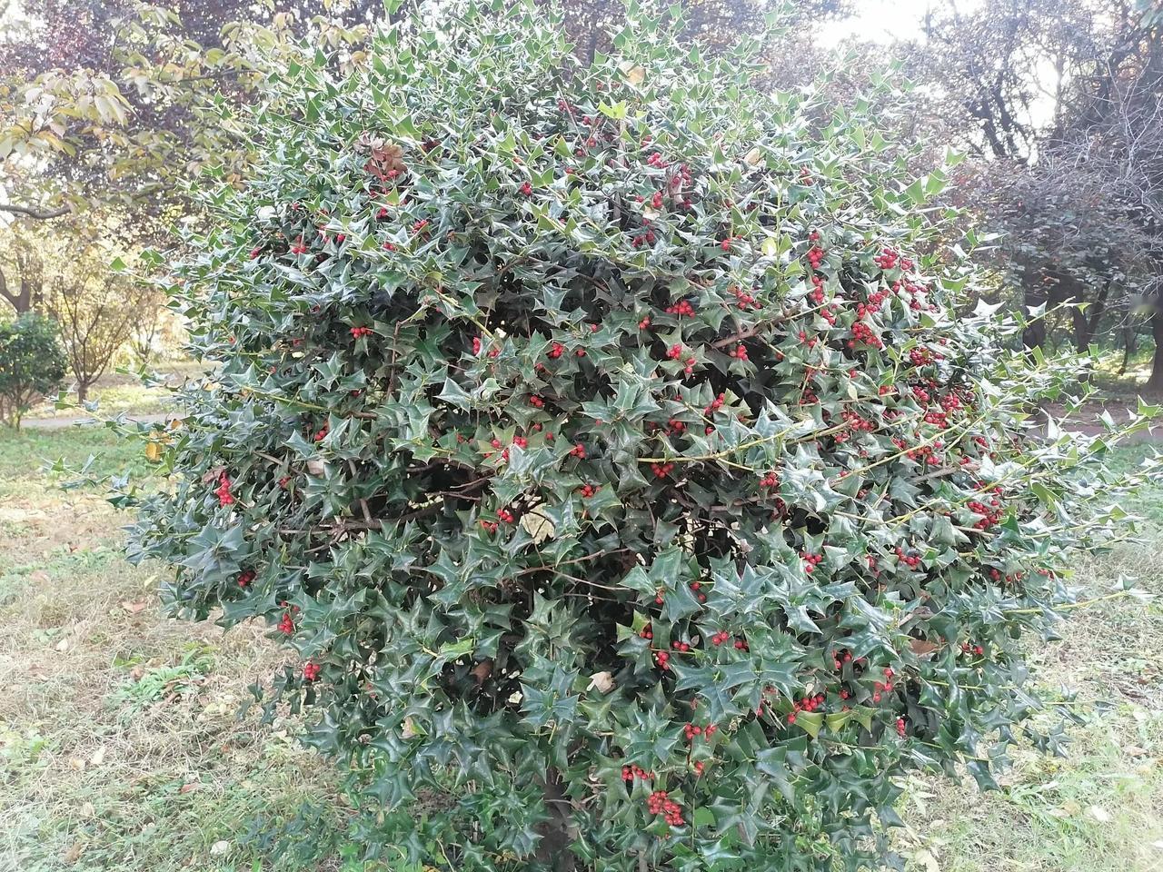 你问我答这是什么植物？