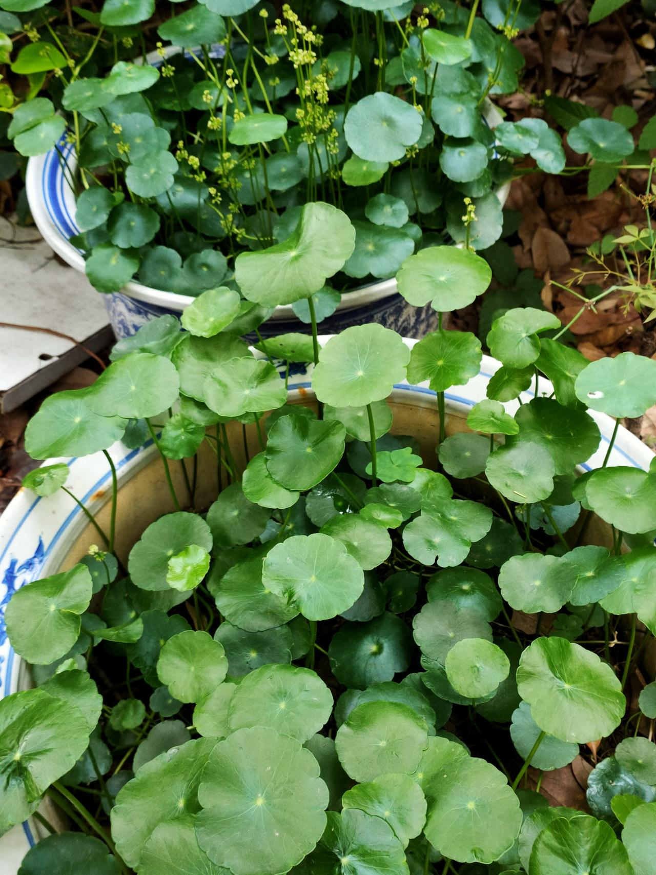 是属草木的人生。这样，也挺好

路过小区的五角枫，逗留一会儿，拍几张照片，指甲盖