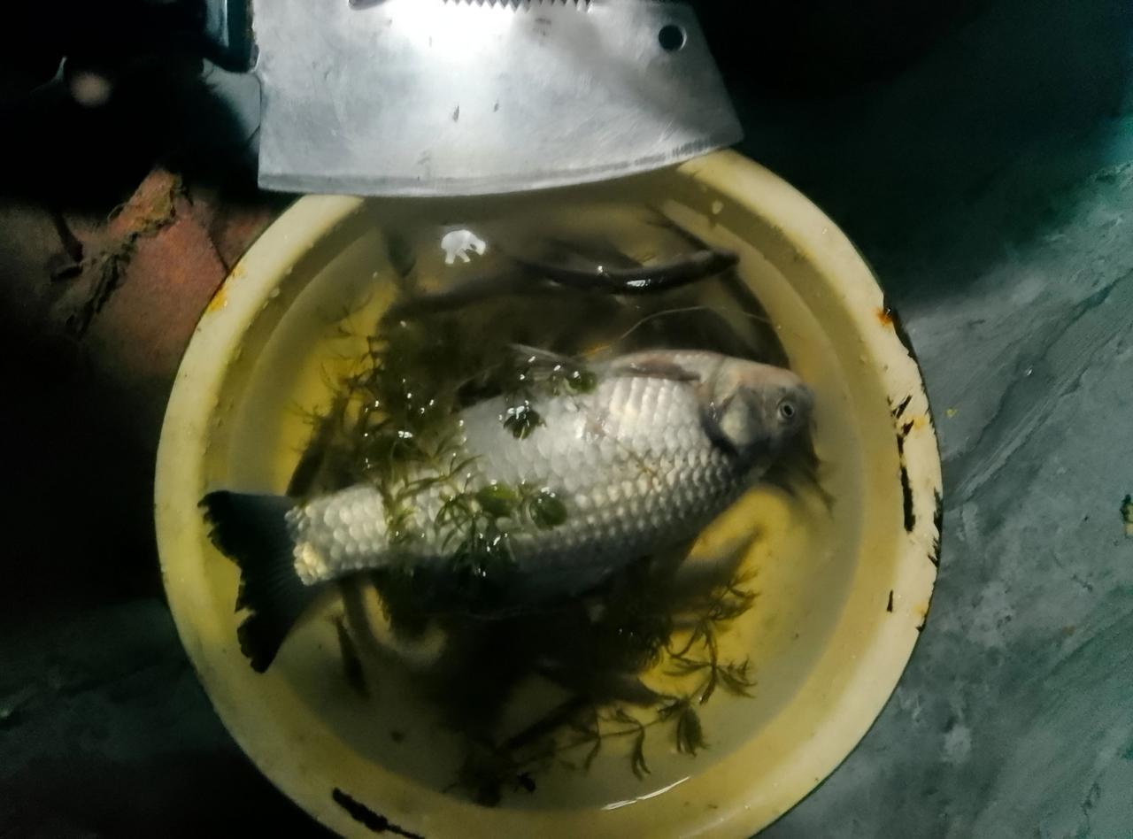 钓了一个一斤多的鲫鱼