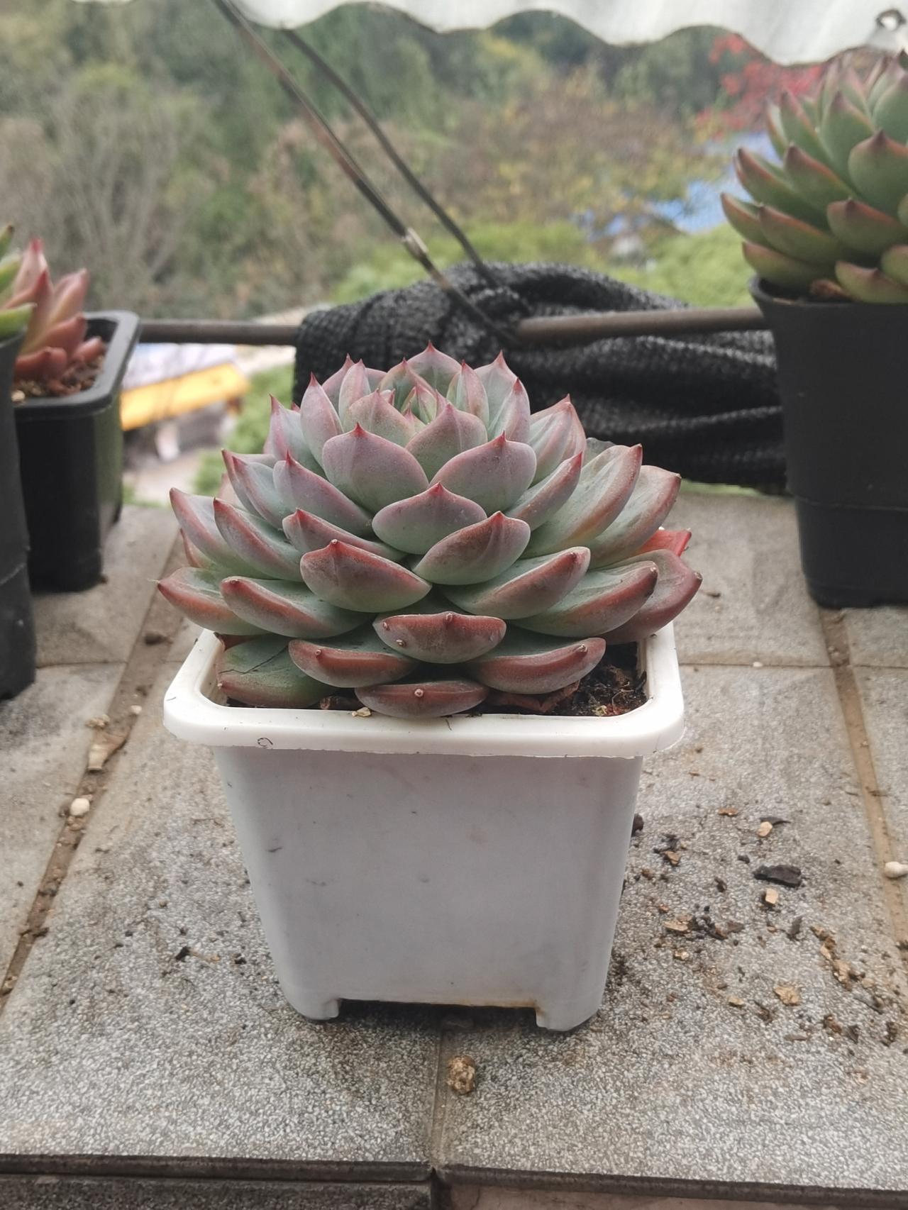 21年我还不懂，22年开始大熊市，我说我不能再亏了，于是就选好股票，选上升趋势的