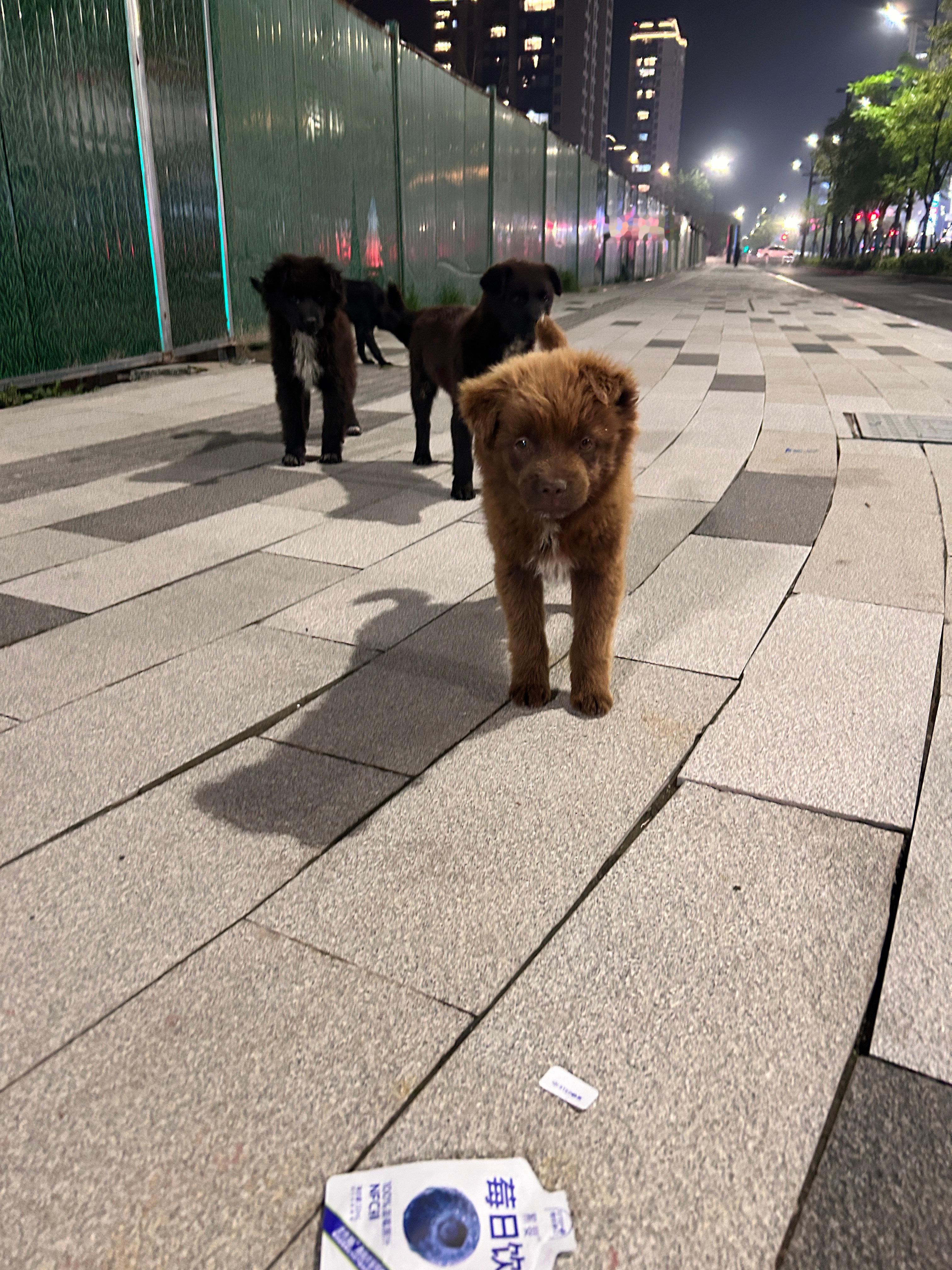 回家路上碰见几只流浪狗 想到家里还有一盒罐头和之前没吃完的猫粮就拿下去喂他们了 