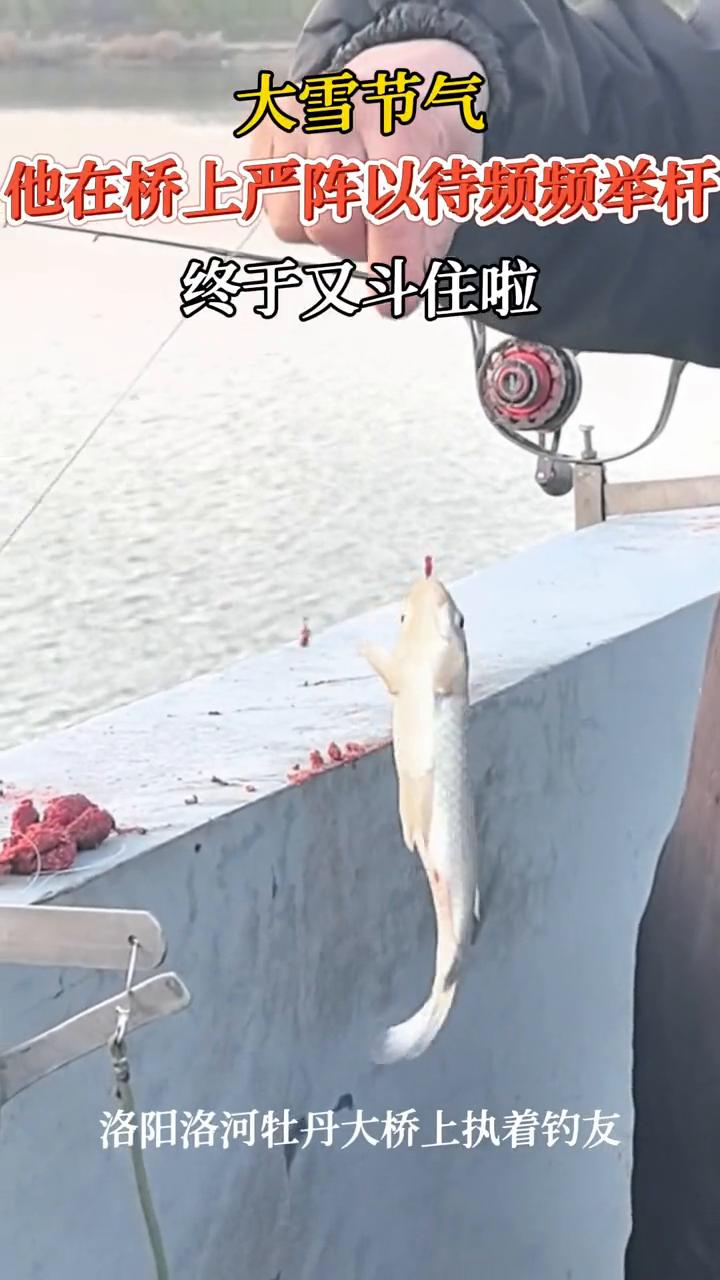 大雪节气，他在桥上严阵以待频频举杆，终于又斗住啦。
洛阳洛河牡丹大桥上执着钓友。
