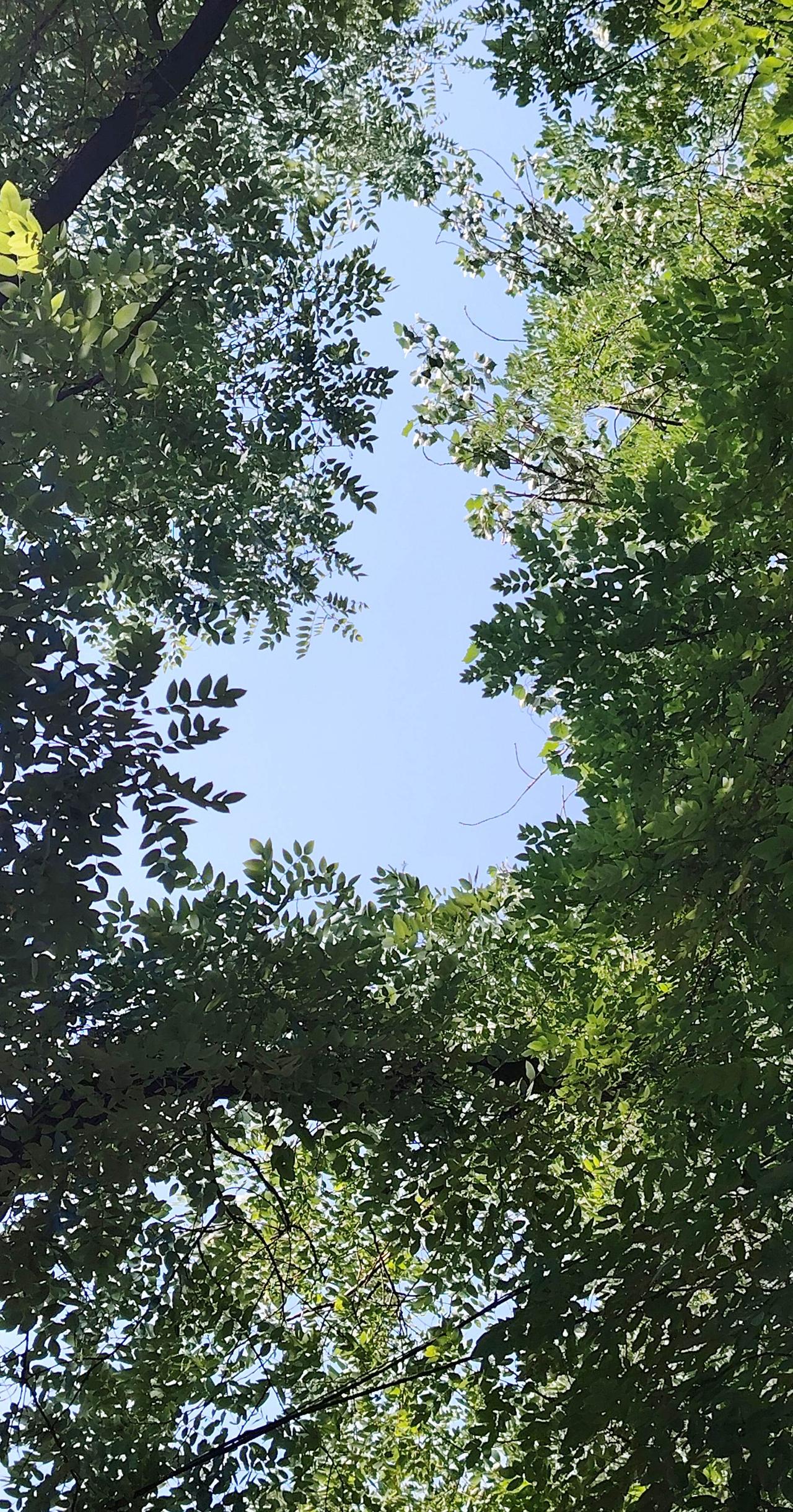 真实生活分享计划 树与天空美照 阳光照耀下的绝美树木风景 风很轻树很绿