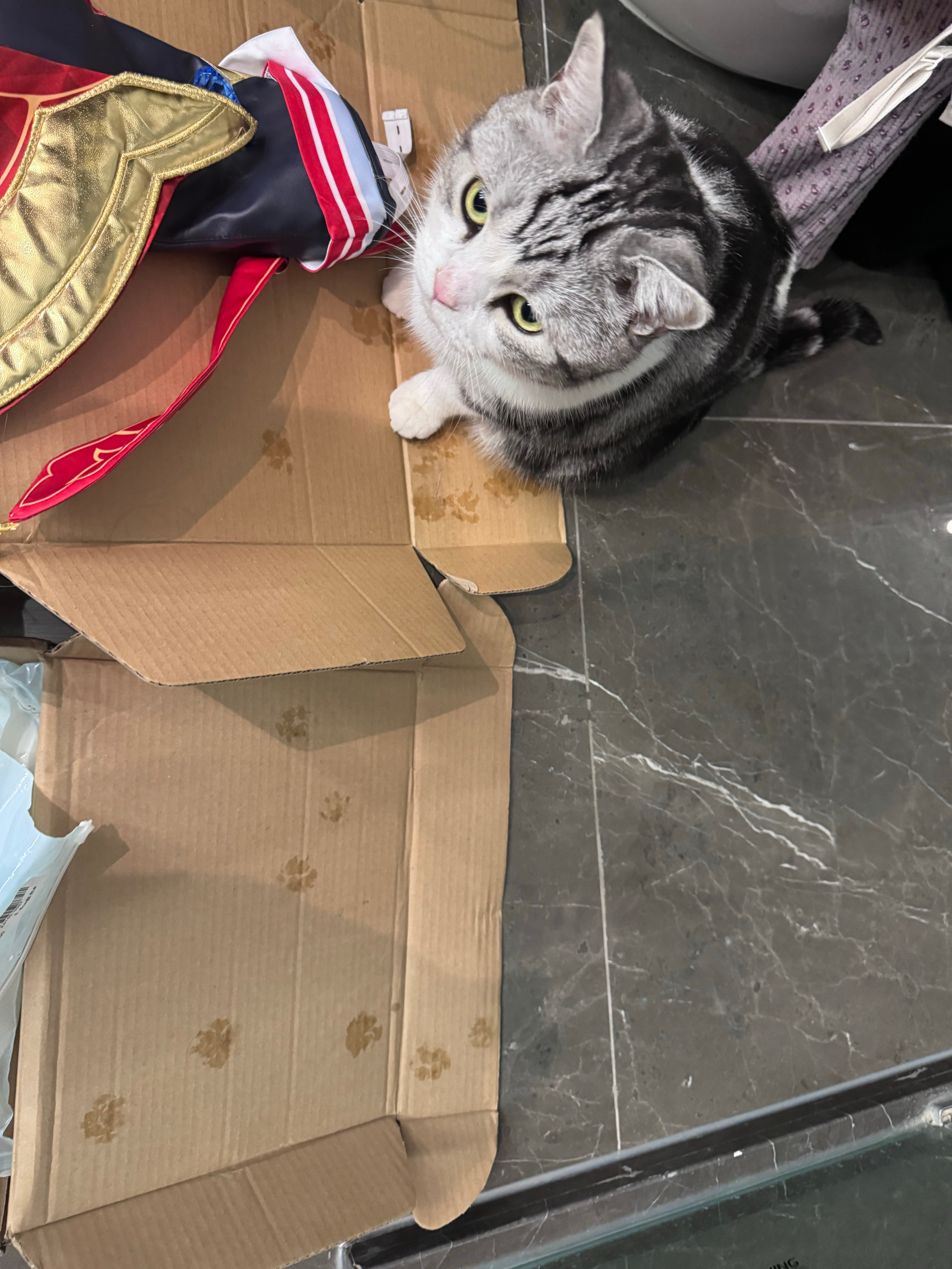 小猫托帕🫡 ​​​