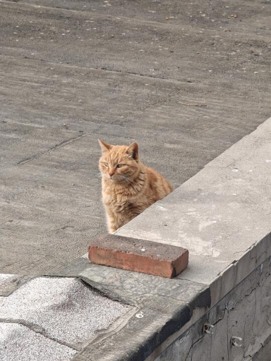 一只悠闲的小野猫，终于是忍不住了