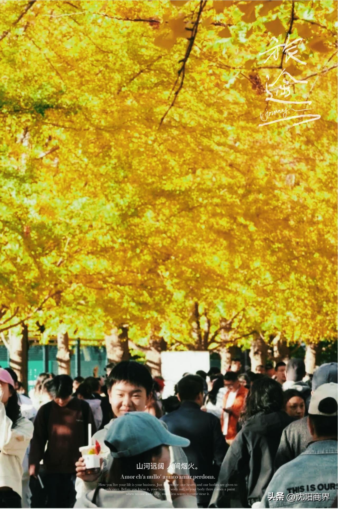 又是一年银杏观赏季
银杏金黄
煞是好看
沈阳是省会城市银杏
最北端集中栽培地
其