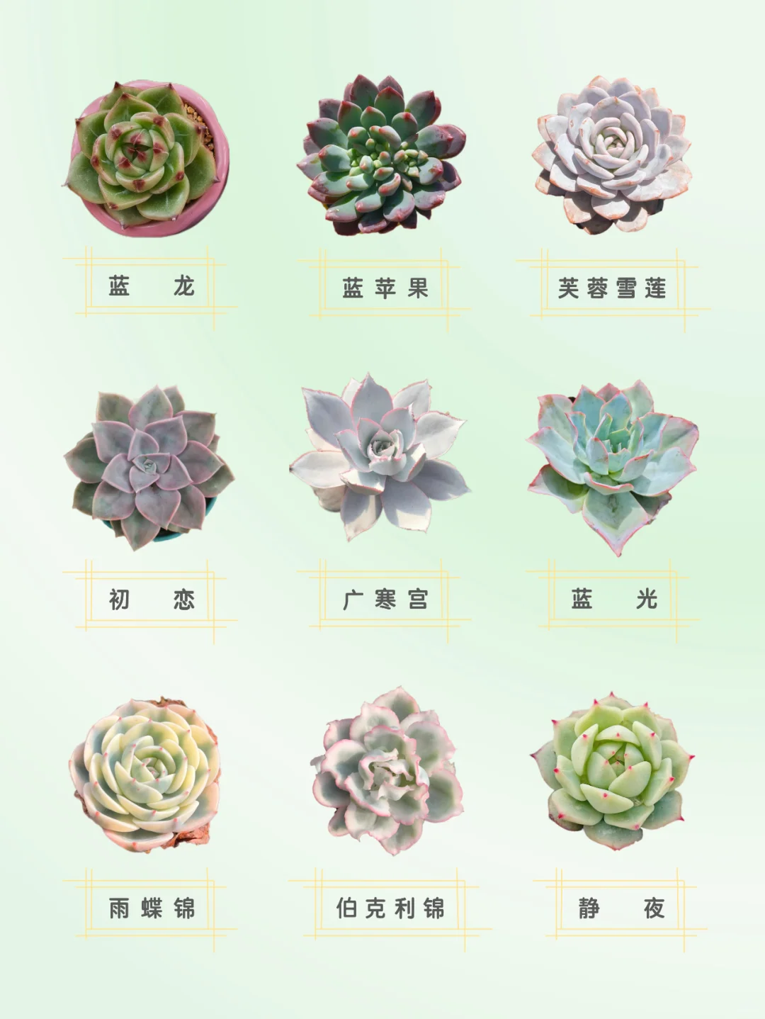 27种“莲花座”多肉品种合集❗简单好活