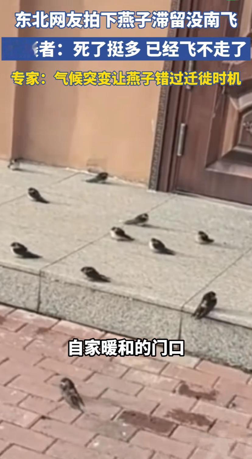 今年天气冷的怪冷的早，连燕子都没反应过来！一东北网友拍下燕子滞留，一些飞不动了，