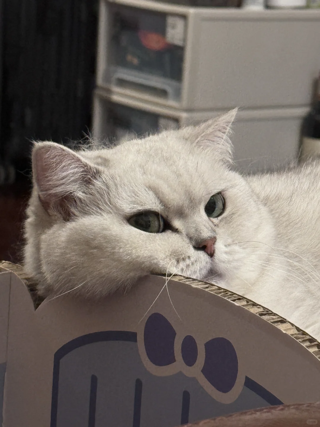 致郁系小猫，你是我爹😾