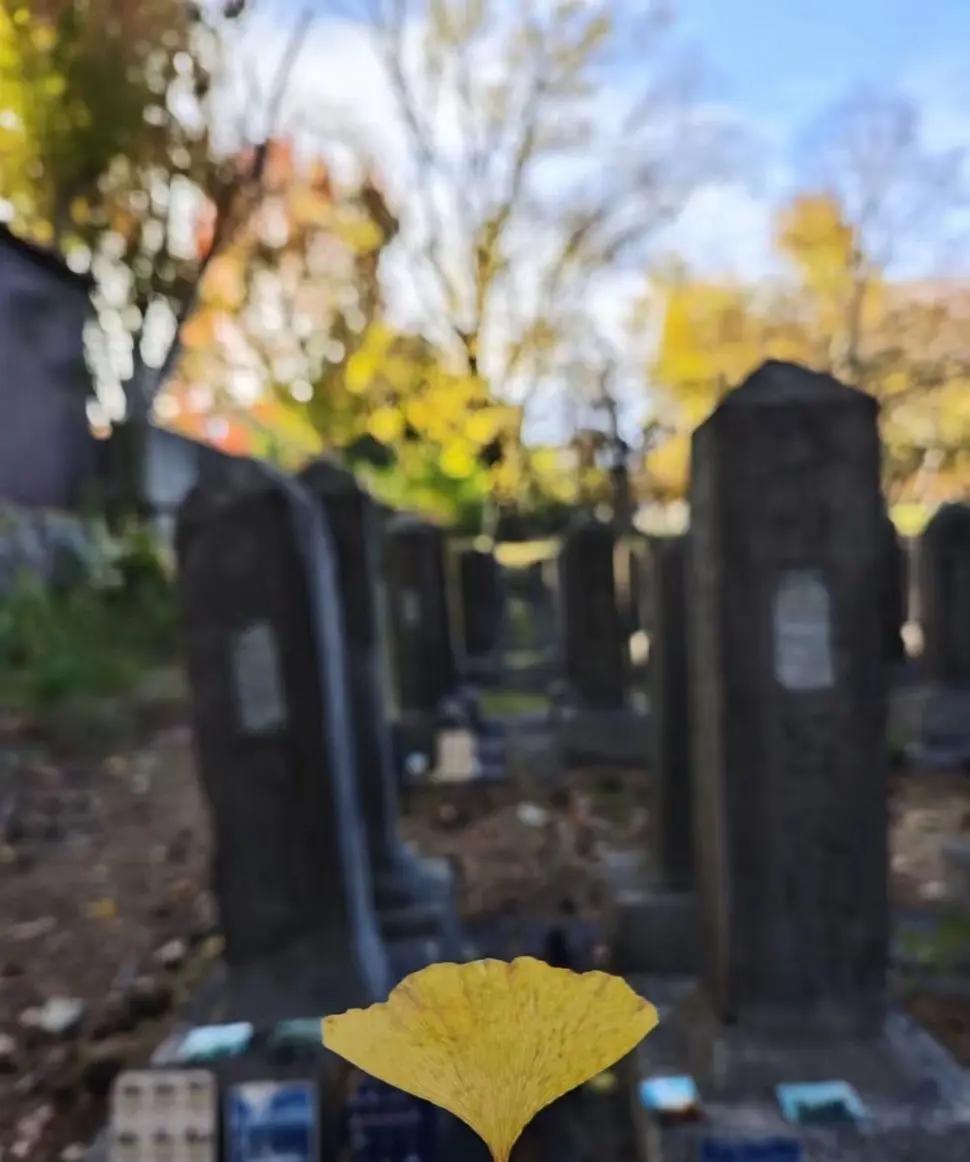 为什么要给大坂清军墓地奉献来自中国的银杏叶？
甲薄当年无奈何，任凭倭酋起血波。