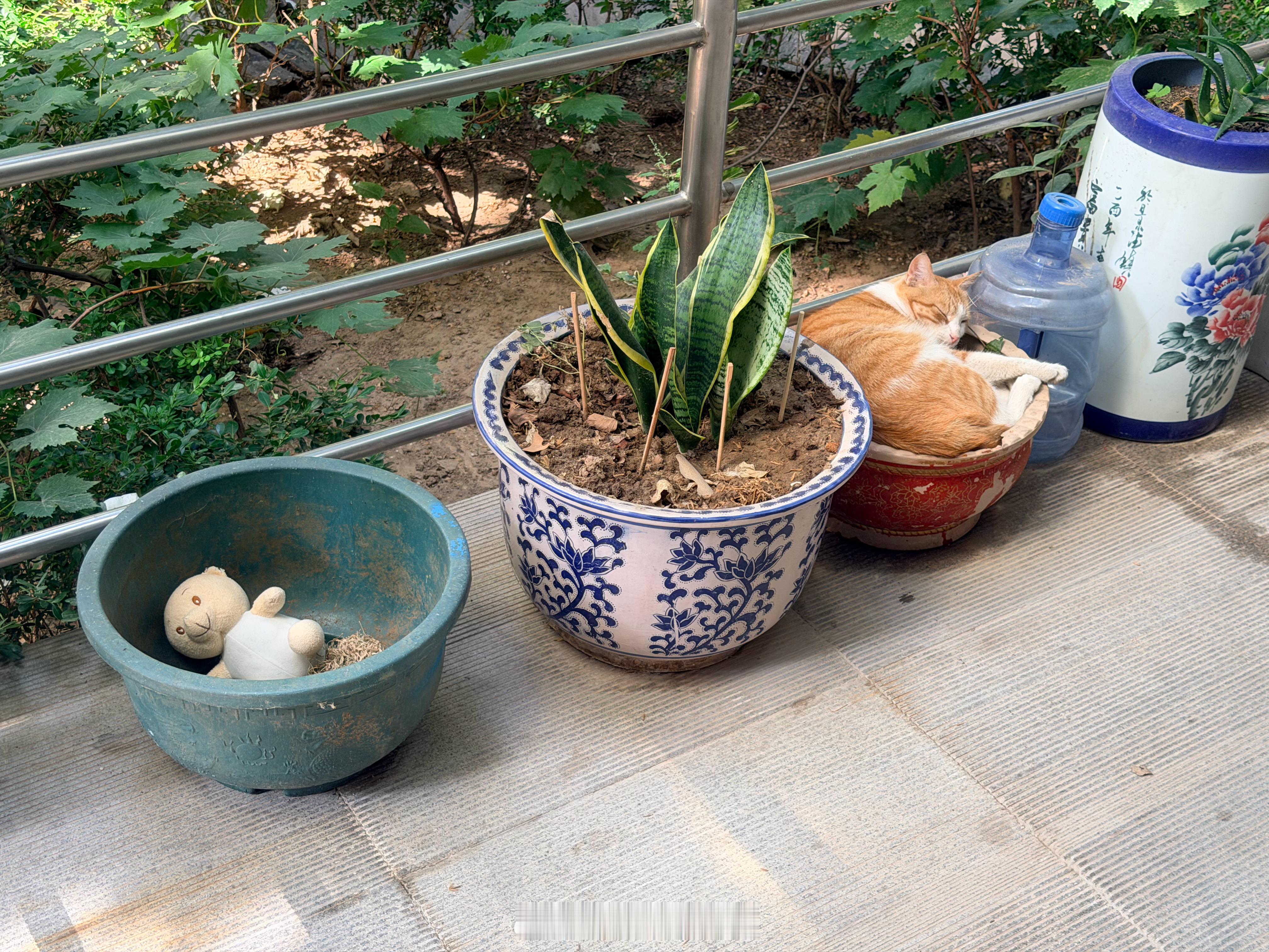 小熊没打过小猫