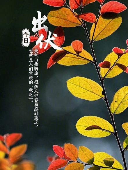 七绝秋天平水韵
伏尽红消暑渐休，
梧桐树下暮蝉愁
晚来忽觉凉风动，
一叶先知报早