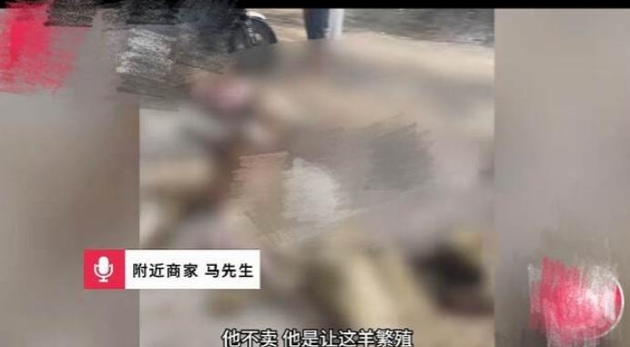 河北沧州，男子赶着50只羊在国道上逆行，一辆大货车冲过来撞死20多只，男子向大货