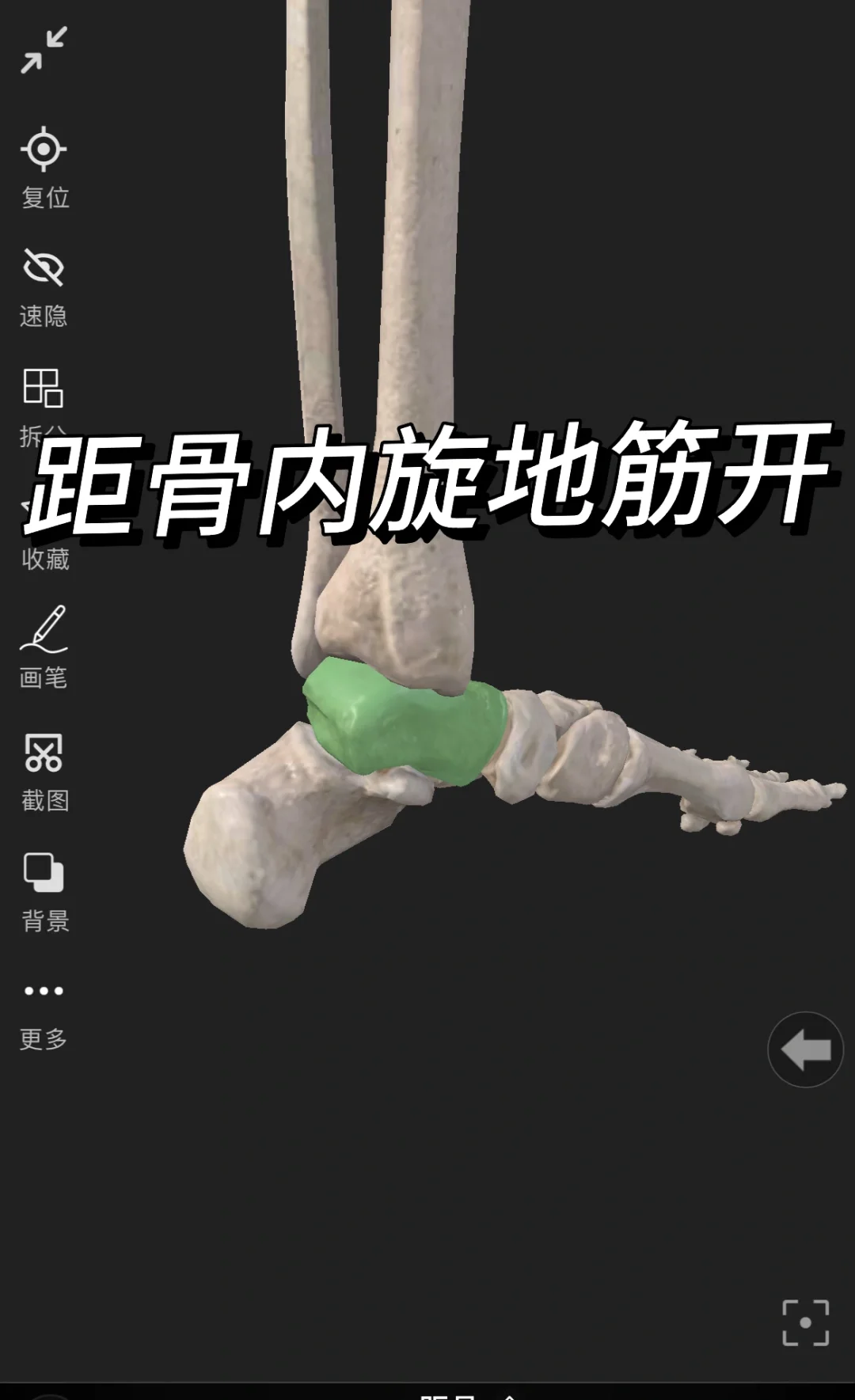 距骨内旋地筋开