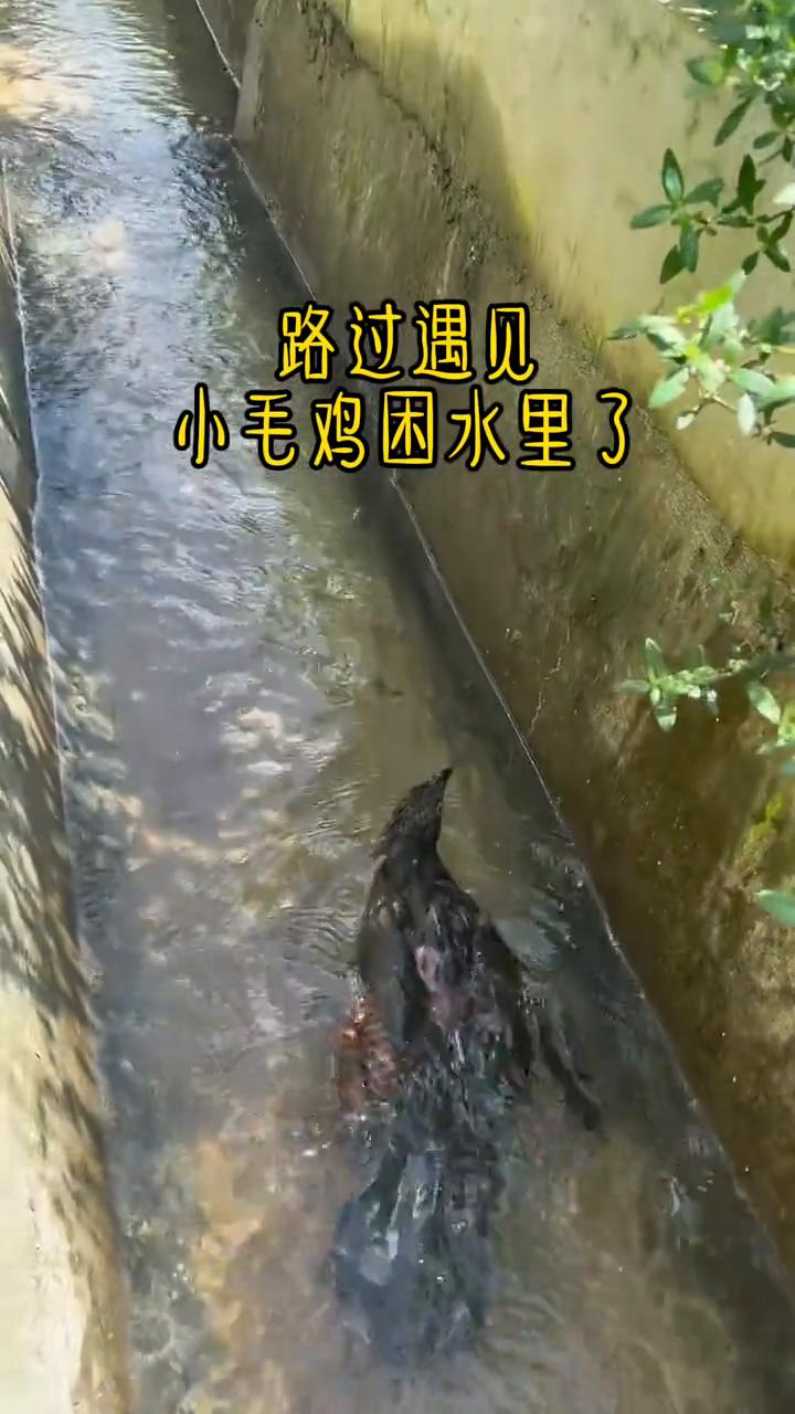路过遇见小毛鸡困水里了。