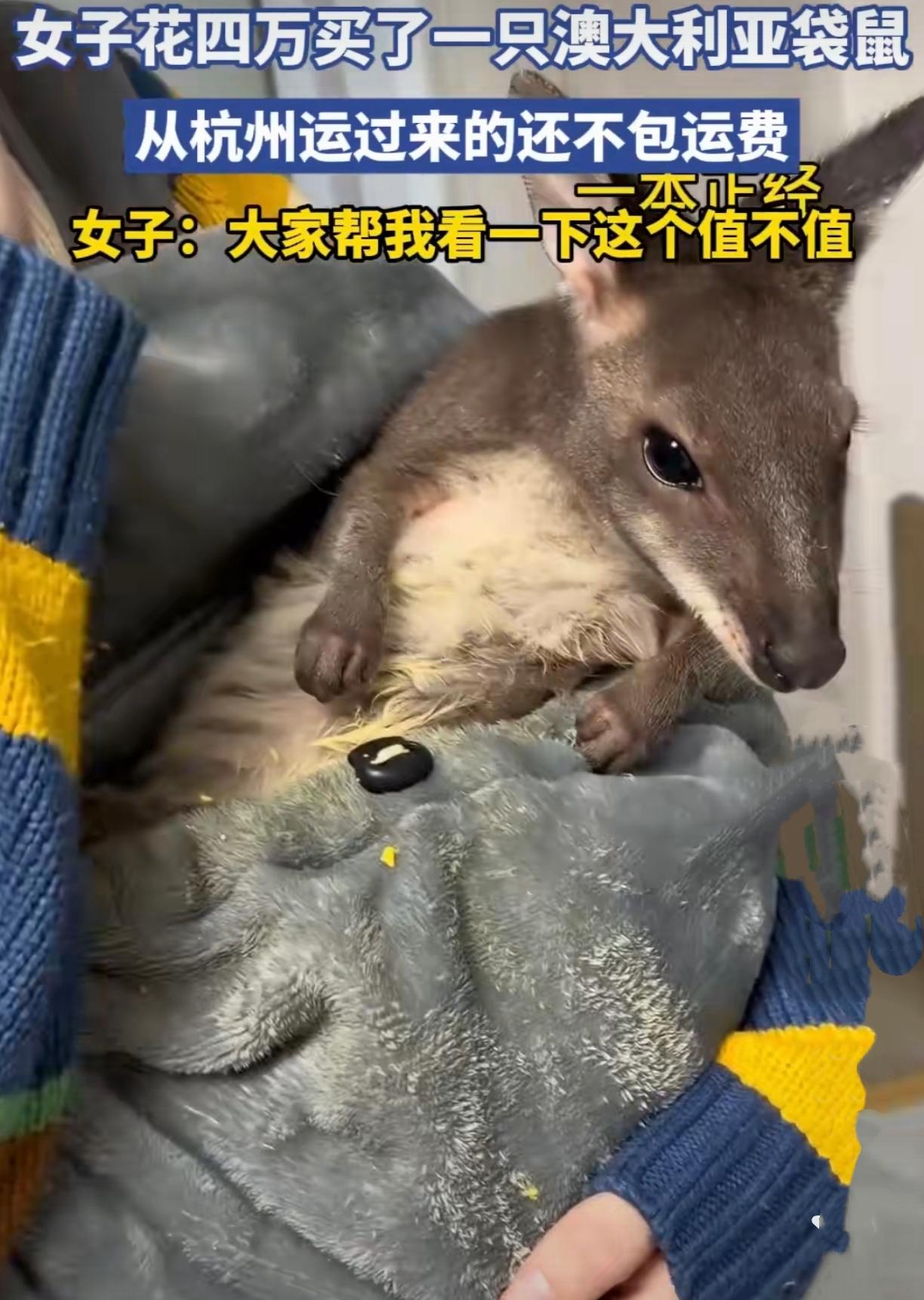 新鲜，新鲜，真新鲜‼️
小姐姐花了40000买了只袋鼠🦘养
条件好了，真是生活