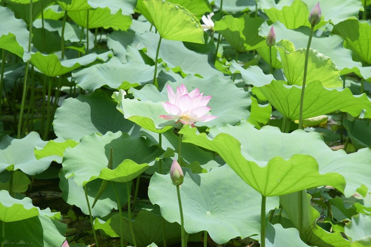 人生总是充满惊喜和失落，若心有阳光，努力向上，就会书写开心的童话，拥抱水到渠成的