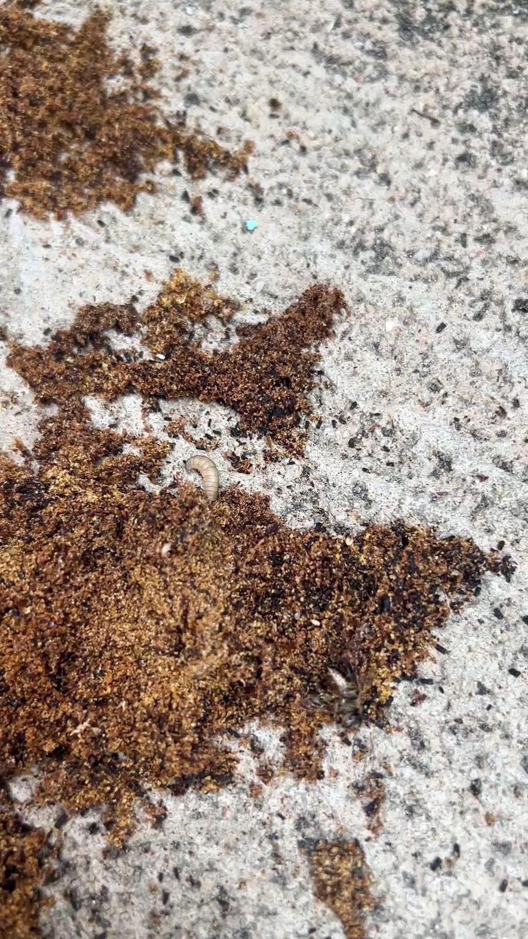 🐝蜜蜂出现虫子别慌！处理后不跑了～发现蜜蜂箱里有虫子，先检查一下是不是巢虫。要