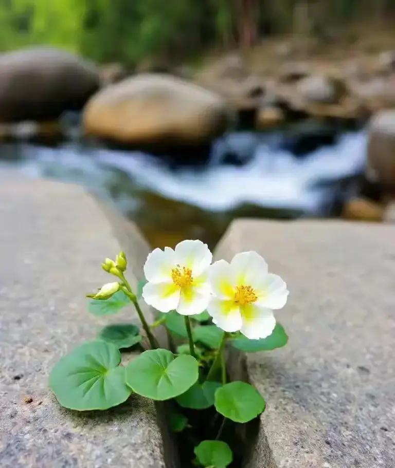 生气伤身又费钱，学会这招气血顺心情好！

看到伦勃朗那张素描，头发乱成一团却藏着