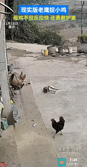 “现实版老鹰捉小鸡!”重庆，一户农家院子里，鸡妈妈正带着十来只小鸡在院子里散步时