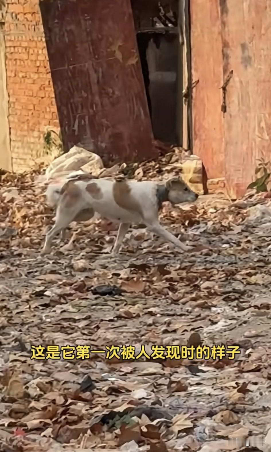 泪目了！一位爱心小姐姐，听说一片拆掉地城中村里有一只狗狗脖子上被人套了一个塑料圈