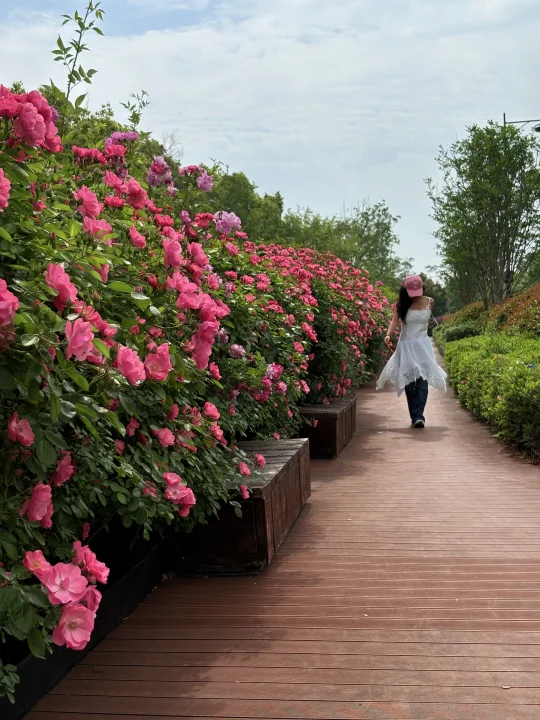 杭州最长蔷薇花墙🌺足足2km📷附神仙机位