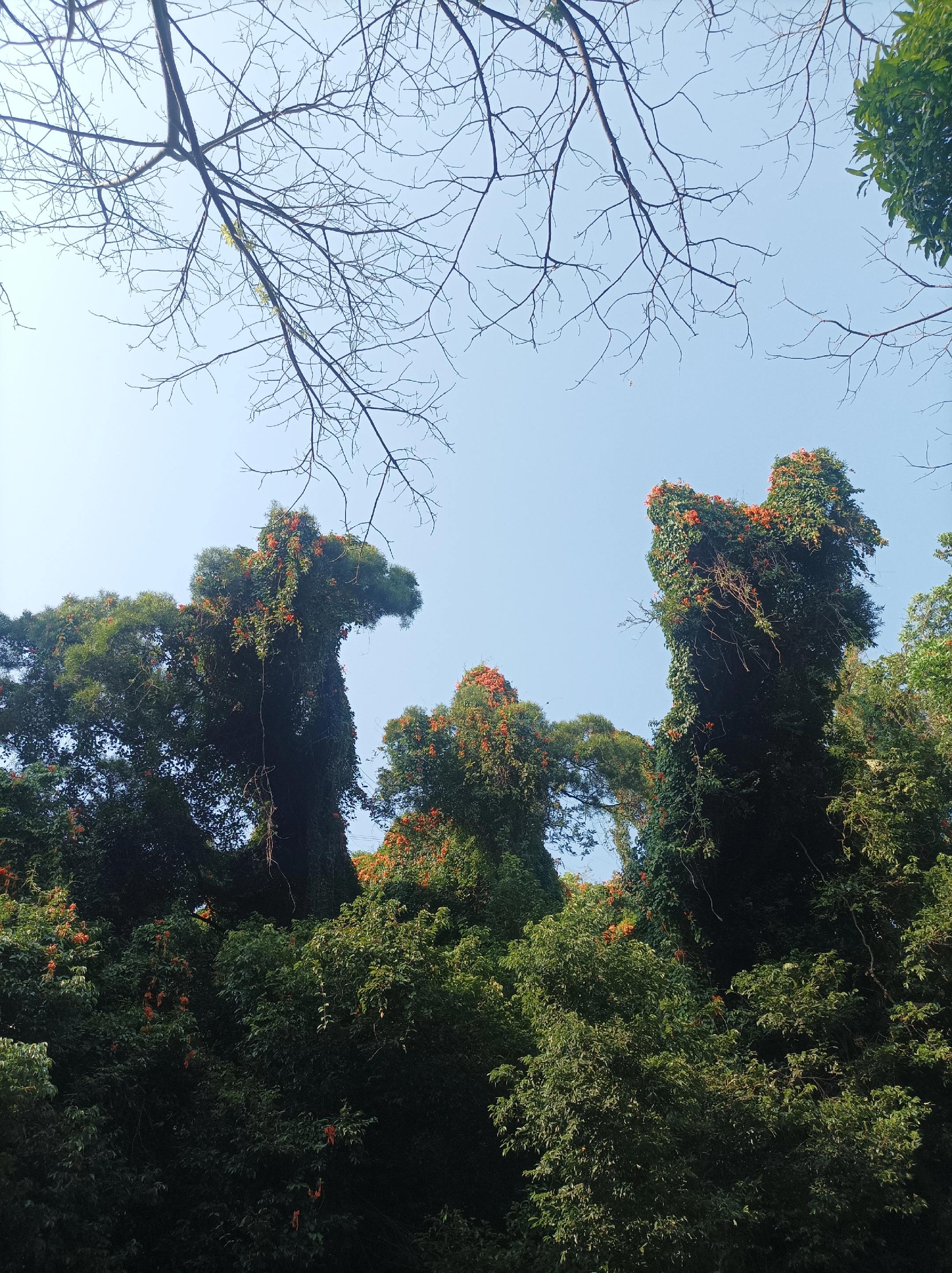 花开有序 有你无你，有理无理 全是四季，风起为信 缘尽随心，真假难分 ...