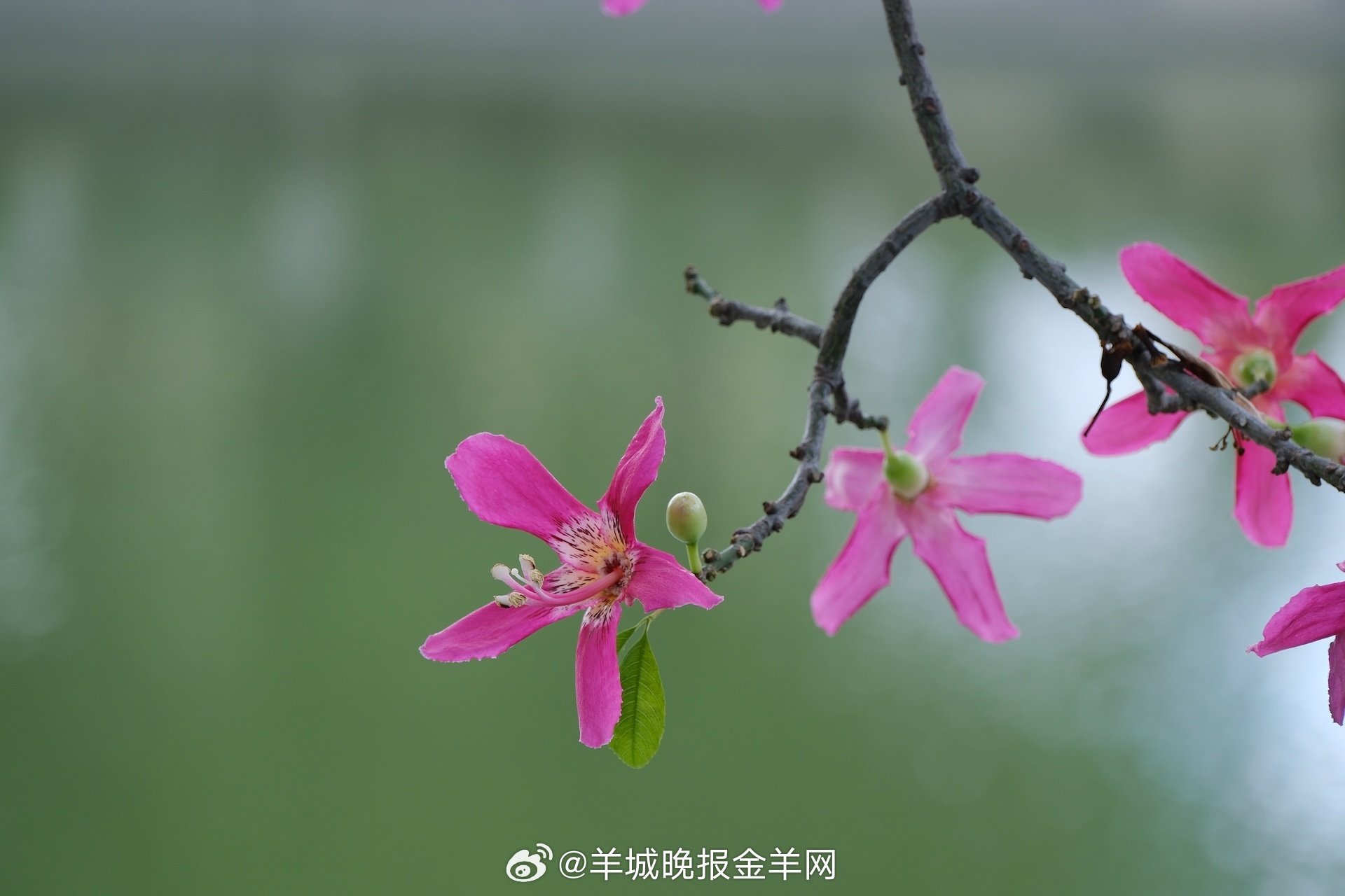 #晚安#不必追求完美，不必苛责自己，哪怕只比昨天进步了一点点，都是一种收获。 ​