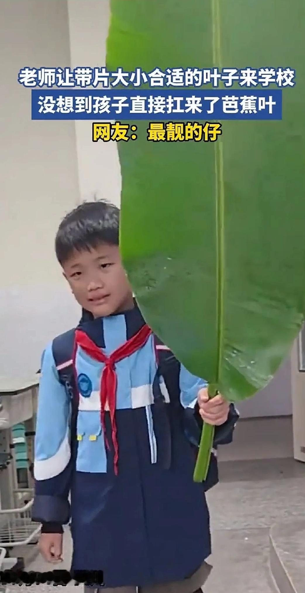 当全班同学举着巴掌大的树叶时，那个扛着芭蕉叶进教室的男孩，简直像带着定海神针来上