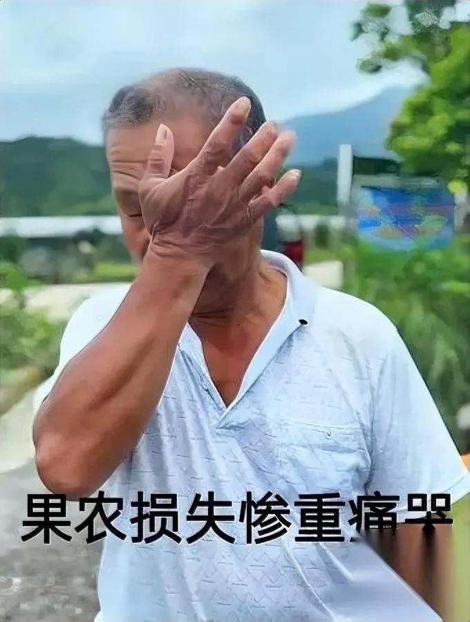 杨梅滞销卖不动？

果农哭求也没用？

其实问题根本不在钱上。

真不是大家冷血