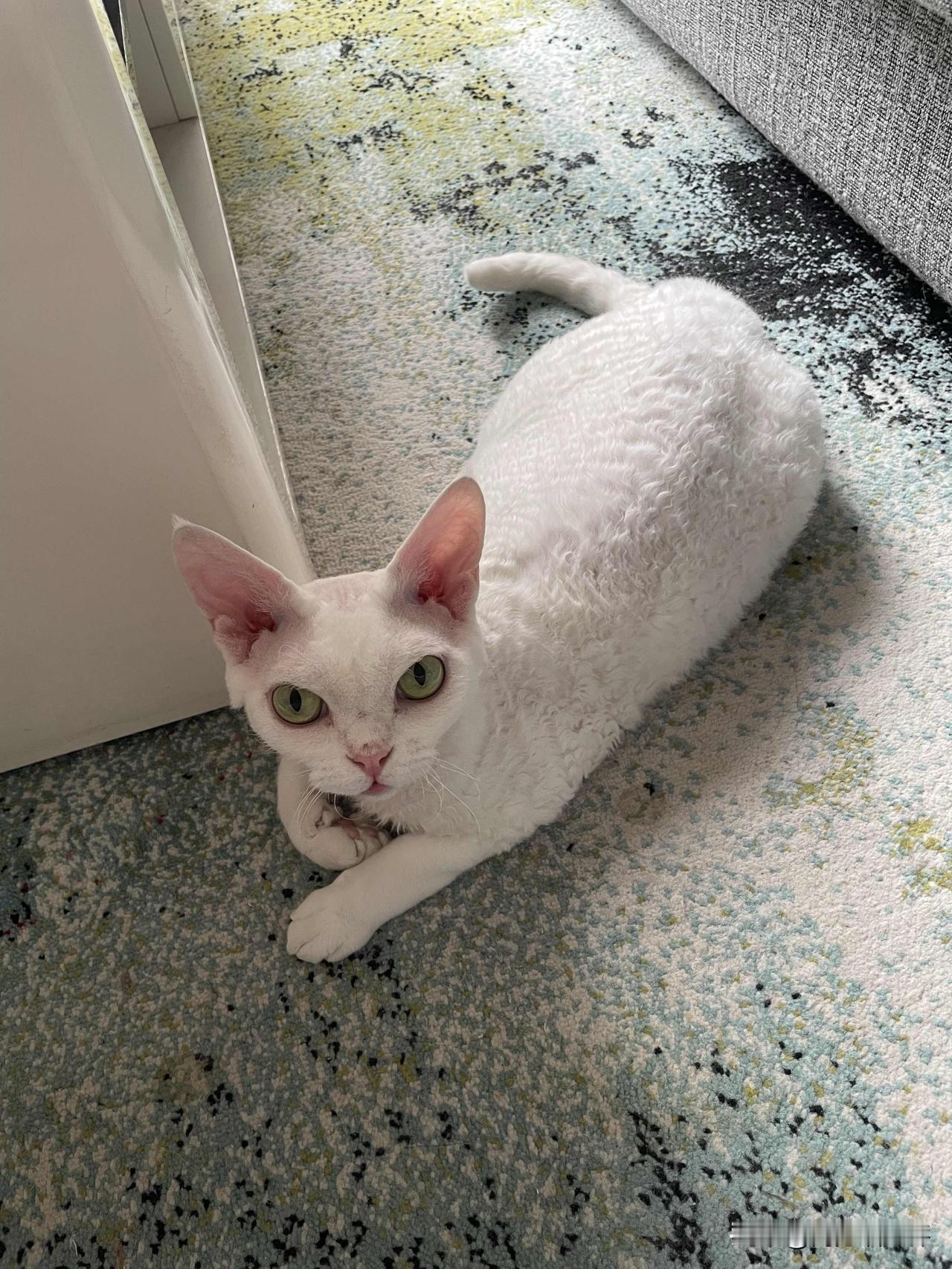 今天的小猫咪，是个乖乖咪，睡在地毯上，舒舒服服。叫它拍照，它会把头抬起来配合呢。
