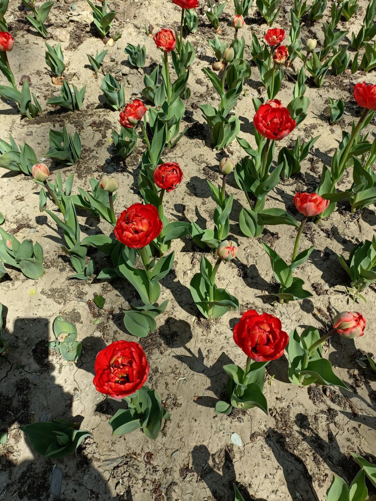 分享一张我拍的飞蓬小野花照片。我平时喜欢骑车，遇到好看的小花总会拍照。飞蓬是菊科