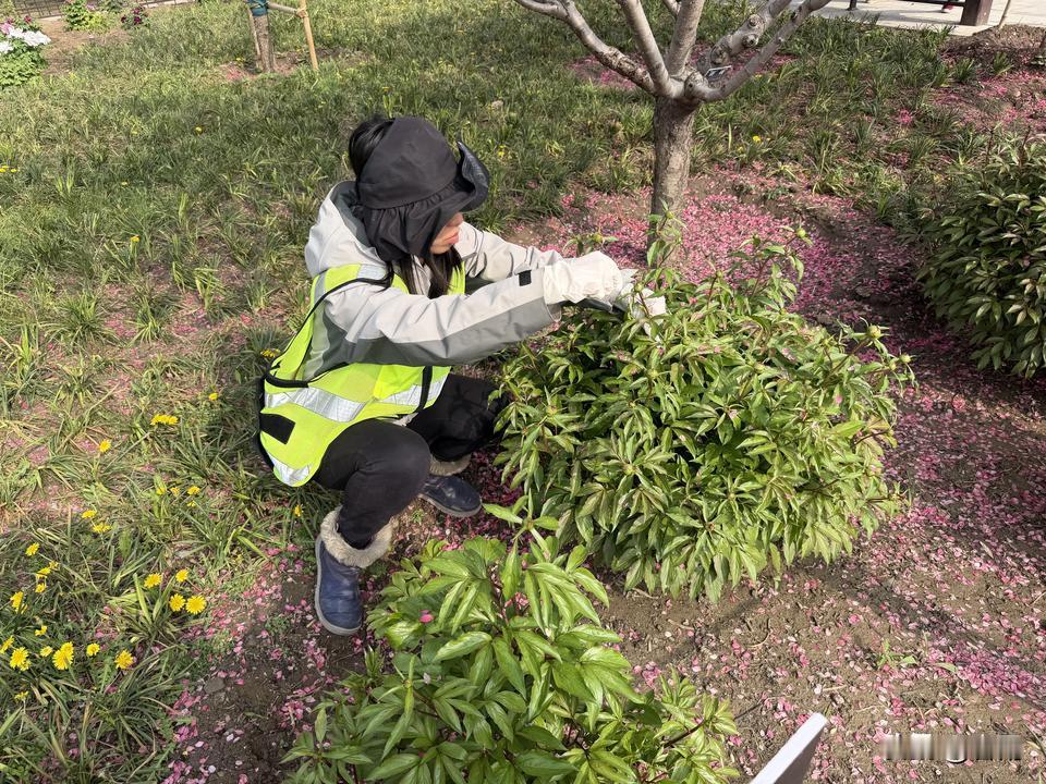 昨天逛景山公园的时候，看到天香园里的芍药已经长出了好多小花苞，而一位年轻的姑娘蹲