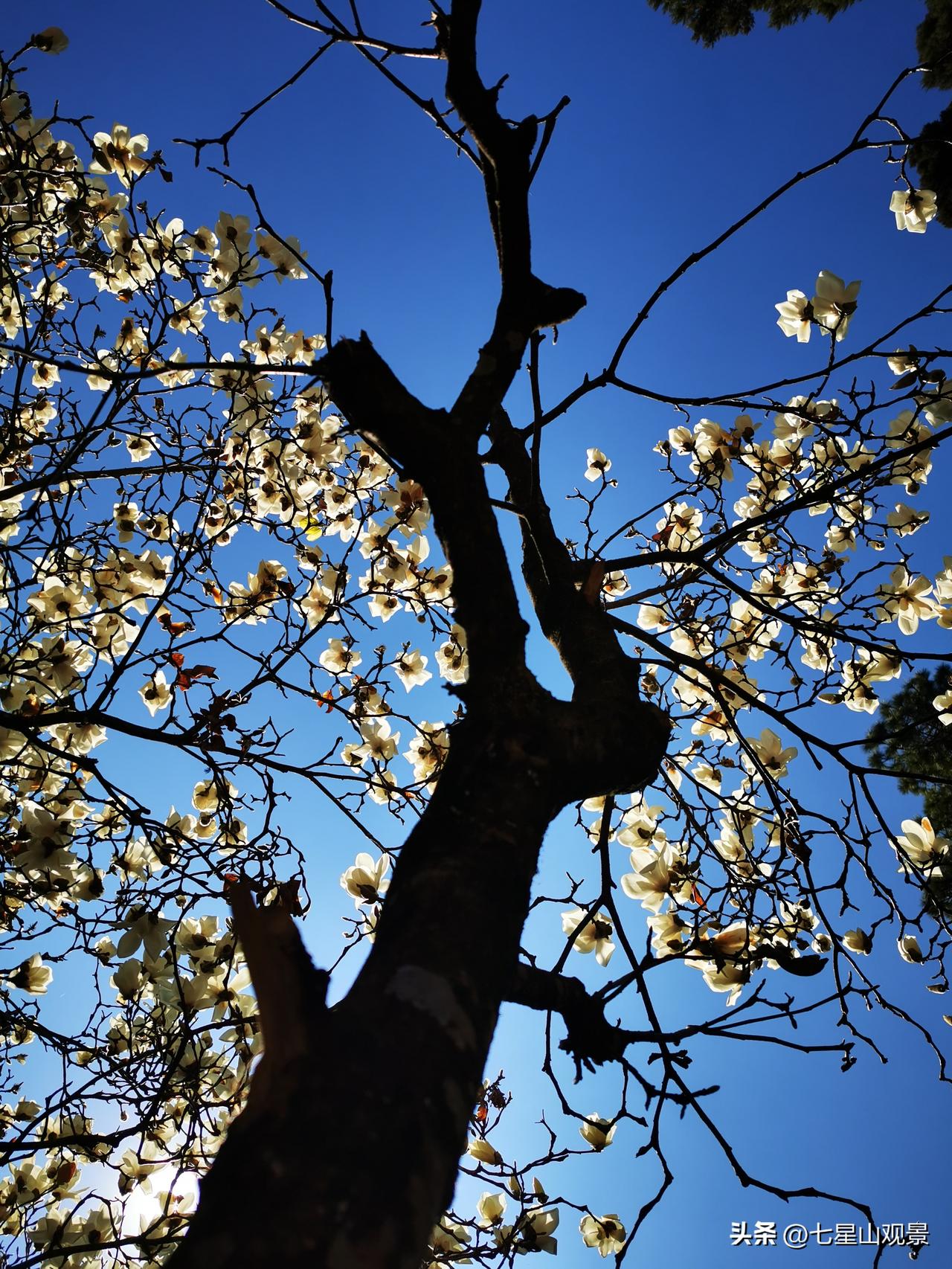 有没有漂亮的花朵图片吗