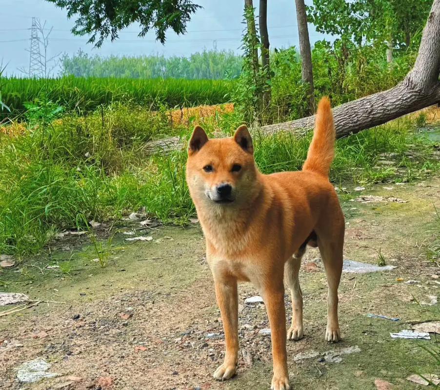 说起狗，让我想起我童年时期的大黄。

小时候，我家里养了一只大黄狗，就是现在说的