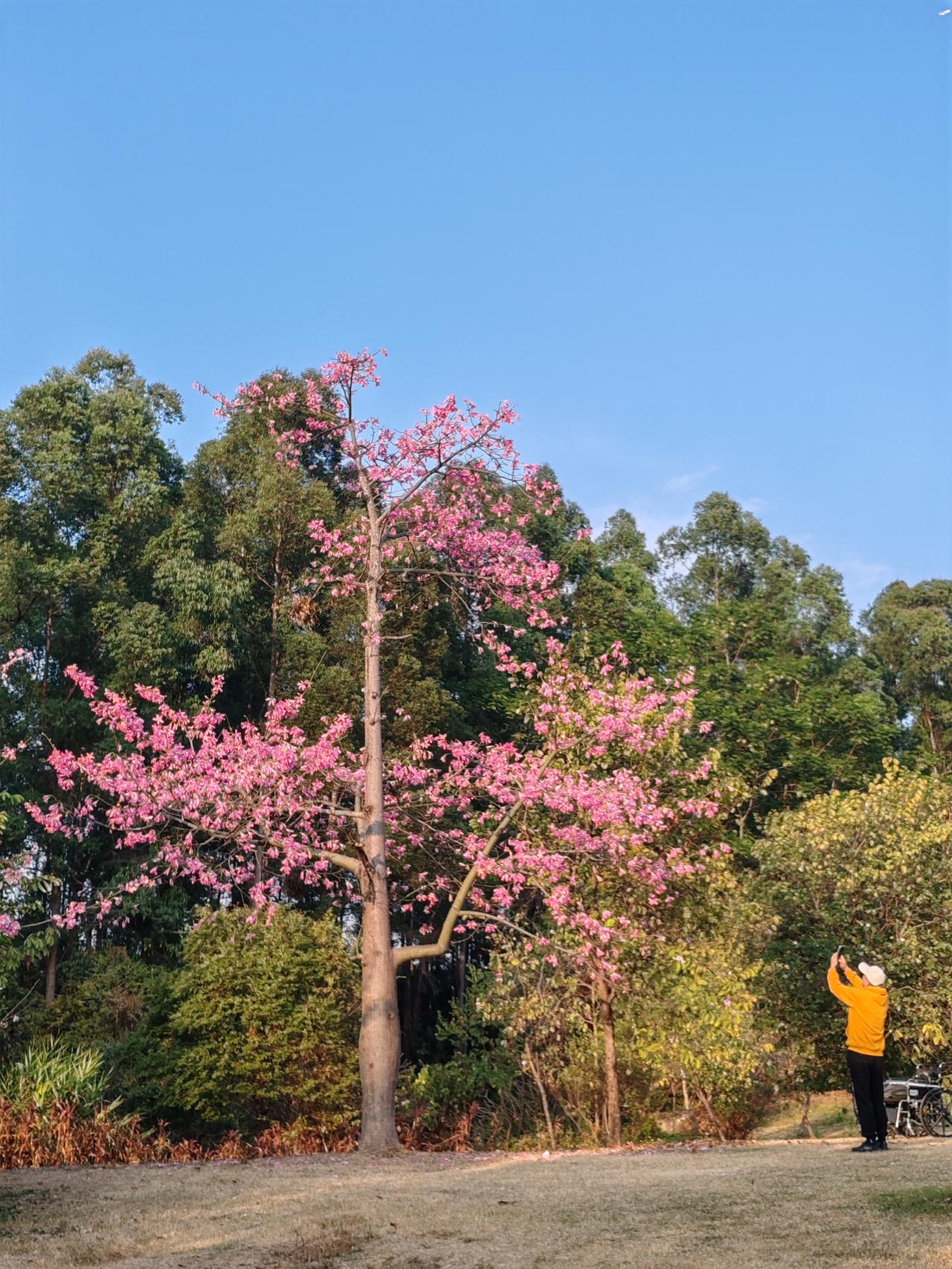 分享一张花图片