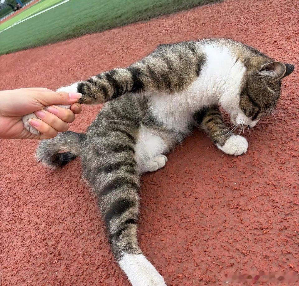 这小猫非要跟我走，唉。 