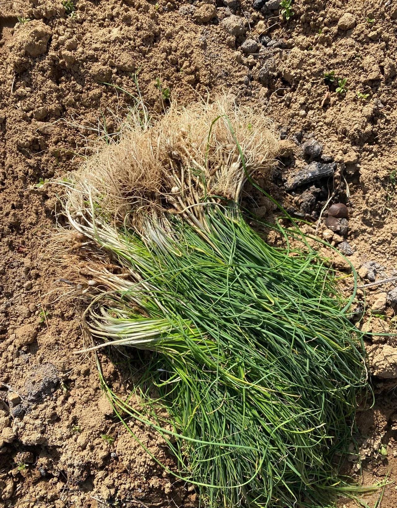 春天到了挖采的季节到了