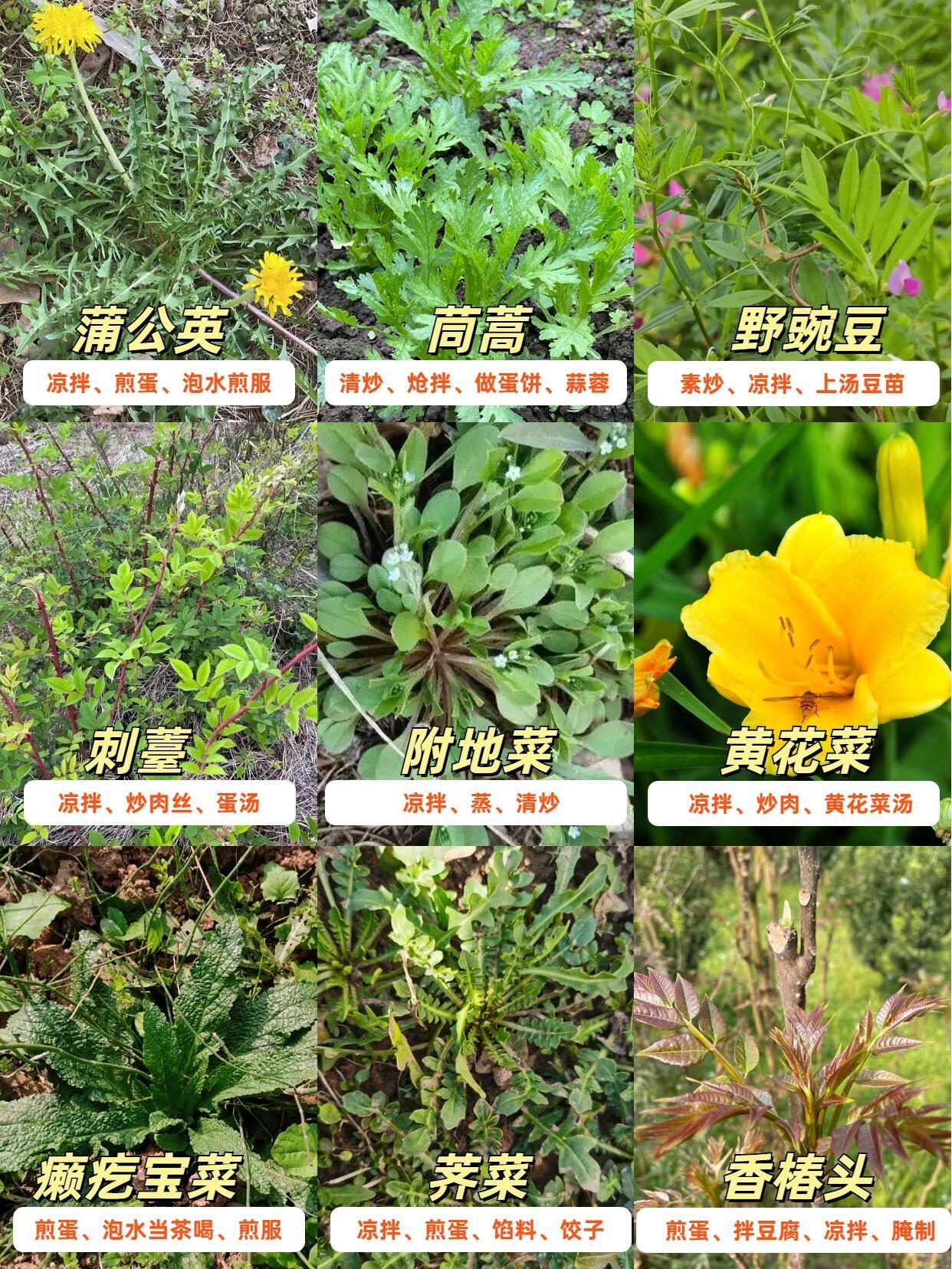 50多种踏青挖野菜图鉴🌿你吃过几种？ ​​​