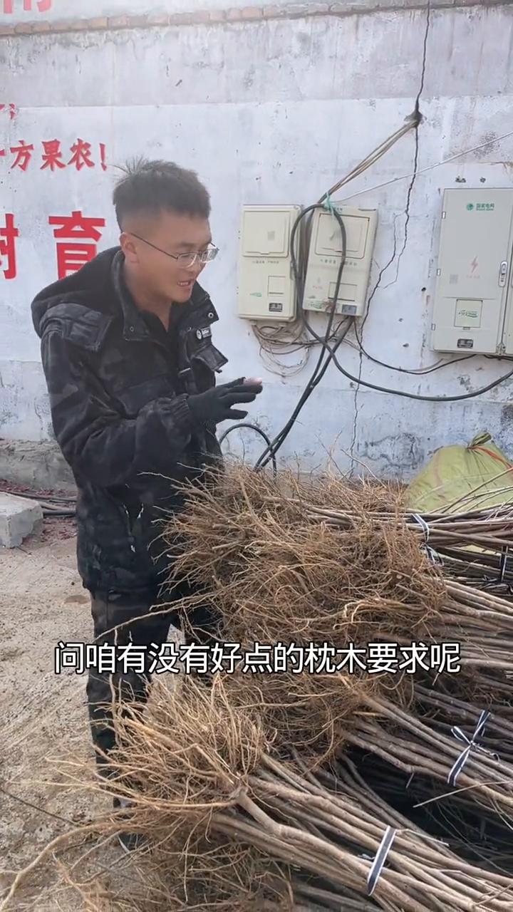很多大樱桃种植户问有没有好点的枕木要求？第一是老果园抗重茬。第二点要求樱桃树没有