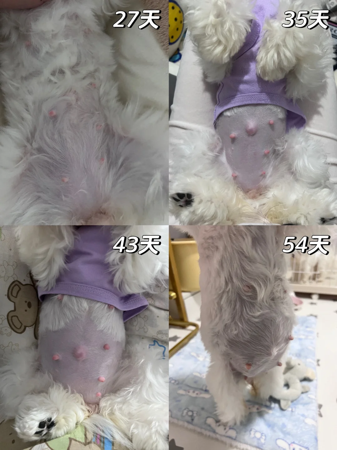 马尔济斯｜小葵🌻54天生产倒计时