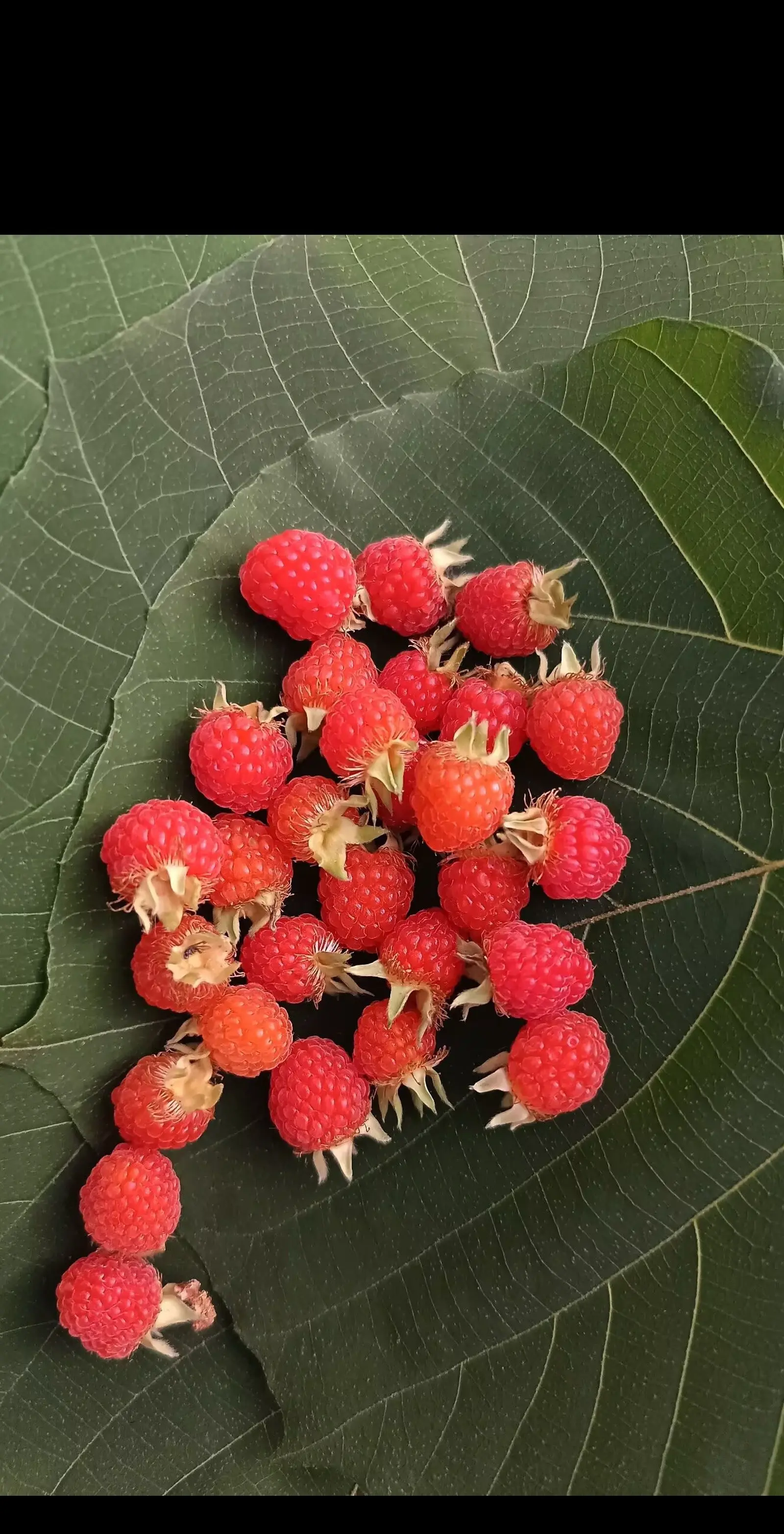 树莓