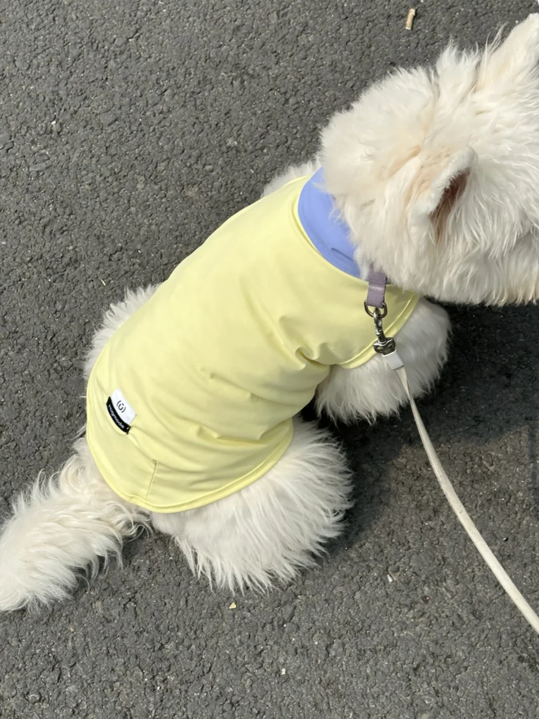 今天是黄油味的小狗狗
