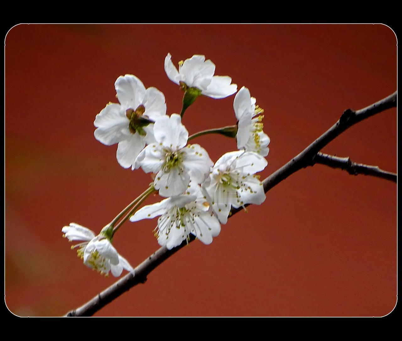 《樱桃花》
小区的樱桃花开了，白色的樱桃花和红墙相映。红墙显得庄重，樱桃花如雪般