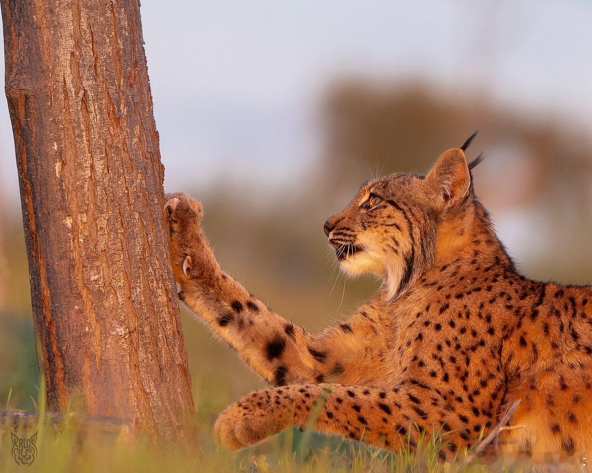 需要一块猫抓板 
