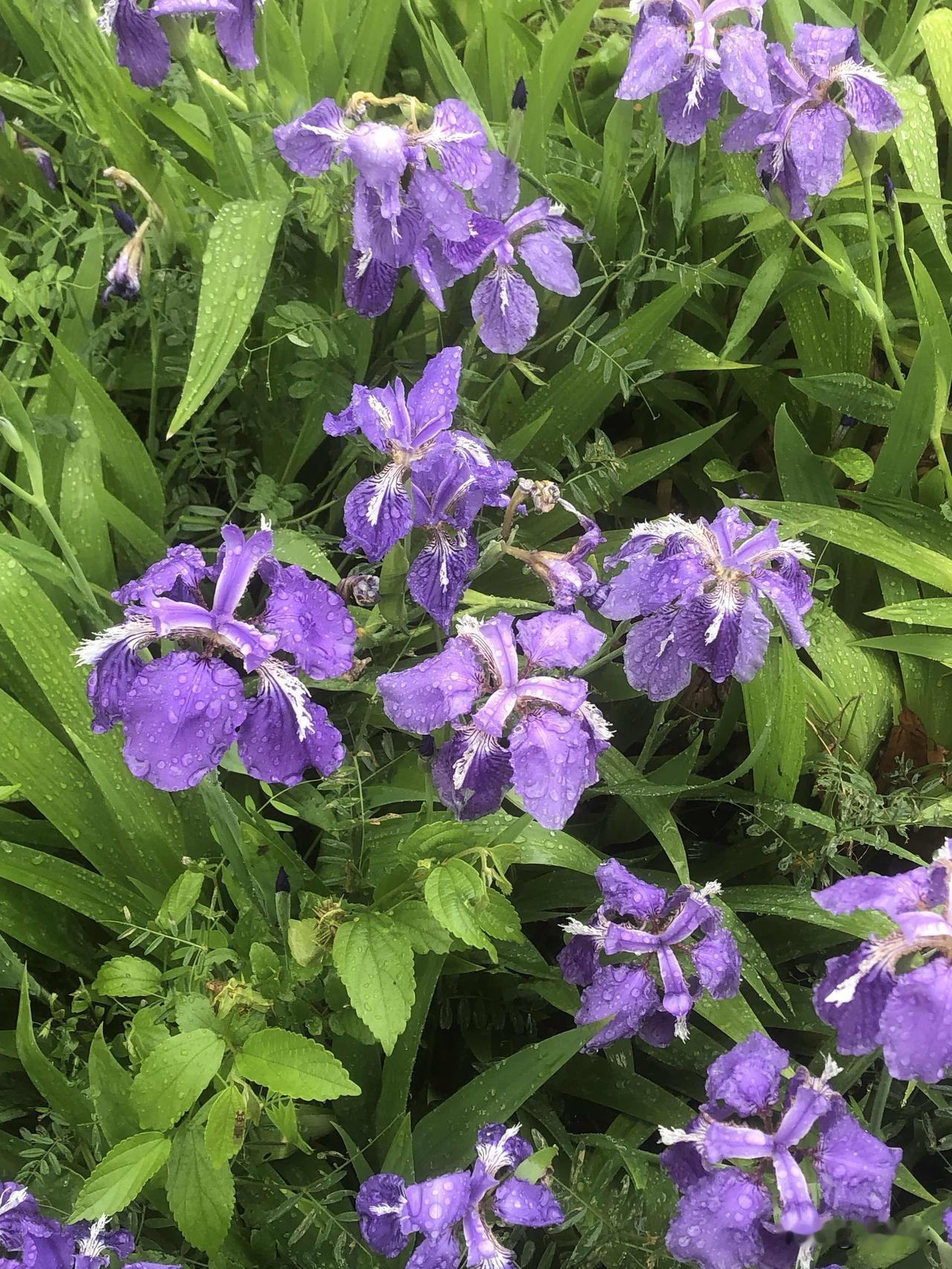 红歌和流行歌曲两种我都不排斥，各有各的味道。红歌听着正气昂扬，有力量感，听着就觉