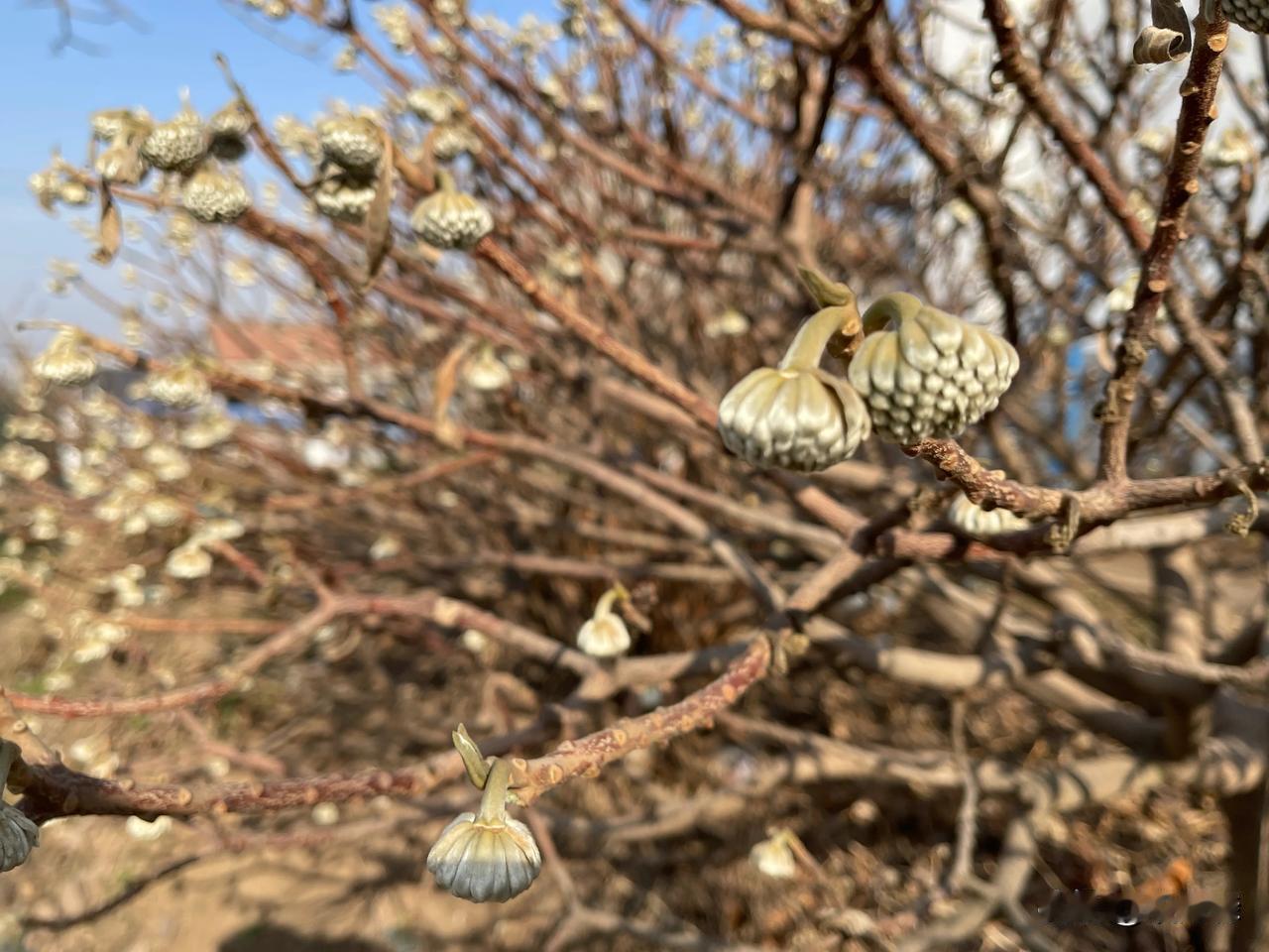 这么早就报告春天来了，这是花蕾还是树叶呢？
     昨天下午，我们在秦岭脚下骑