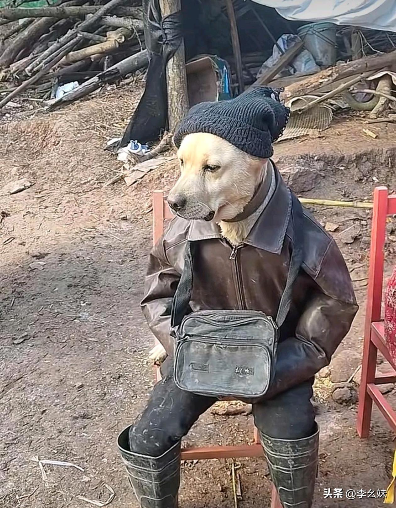 感觉比人还沉稳